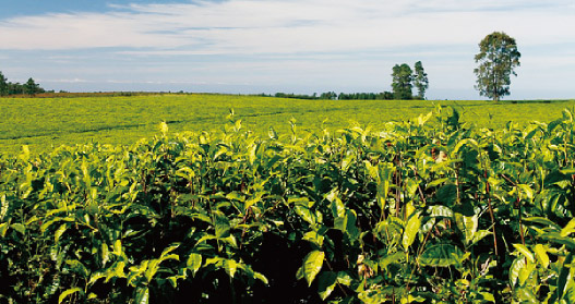 Camellia sinensis extract from Africa