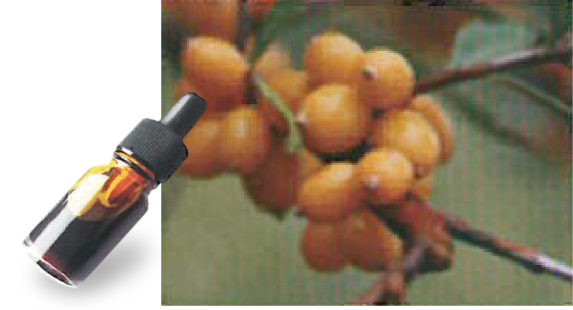 Sea buckthorn oil