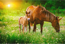 写真：馬が草原で草を食べている様子