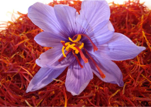 画像：サブランの花